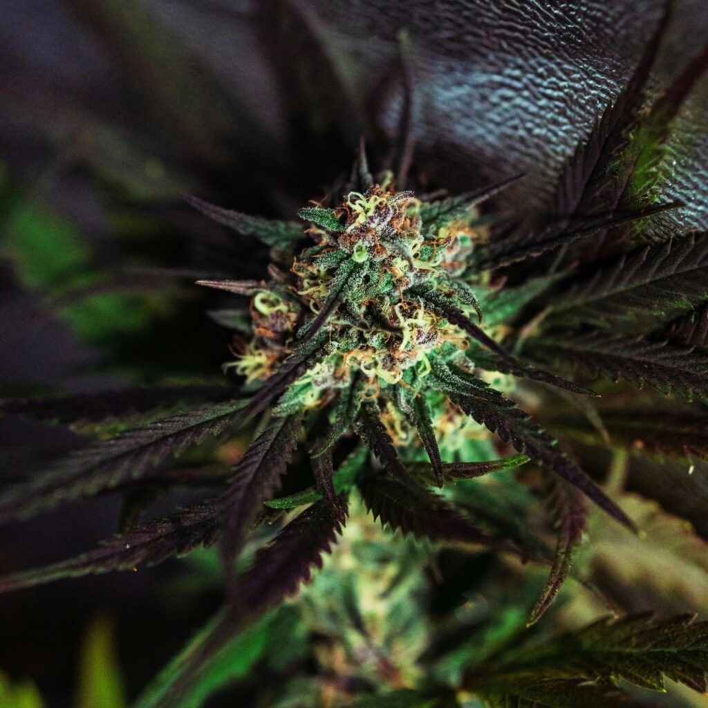Exploring the Spectrum: A Guide to Marijuana Strains and Their Effects